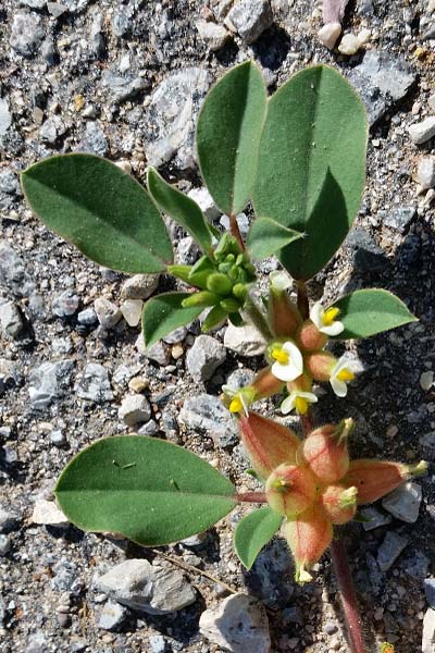 Anthyllide à quatre feuilles